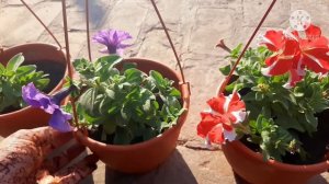 Annual Flower Petunia🌺Care tips || My Happy Garden || Kitchen Garden