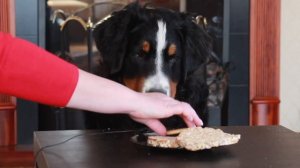 ASMR Dog Eating Сookies | АСМР Собака Ест Печенье
