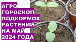 Агрогороскоп подкормок растений на май 2024 годаAgrohoroscope of plant nutrition for May 2024