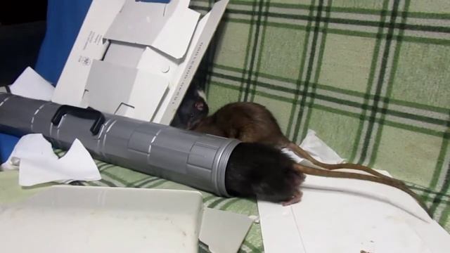 Крысы | Объединение двух стай (проба нумер трЫс). смотреть онлайн