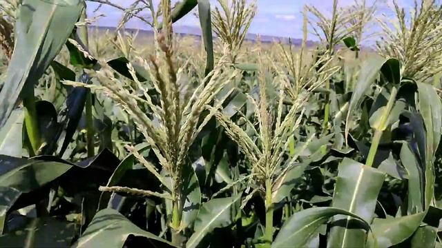 Сахарная кукуруза ? выращивание и уход