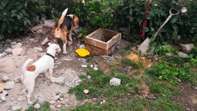 Джек расселы Джесси, Лилу и Холли, французский бульдог Ева, йорк Алэн, цвергпинчер Соня, бигль Мира смотреть онлайн