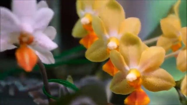 Not Seen Before - Bonus Footage of A Couple Novelty Orchids | Phalaenopsis Mini Mark | Orchid Hobb смотреть онлайн