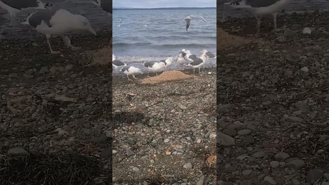 Жизнь, как она есть. Камчатка. с. Кострома. Чайки, как утки, всё едят? смотреть онлайн