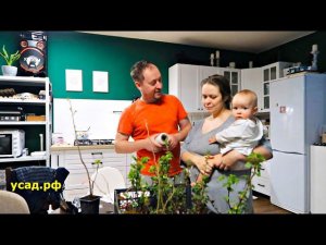 КУПИЛ САЖЕНЦЫ И ЛОХАНУЛСЯ, ТЕПЕРЬ ВЫРАЩИВАЮ САМ