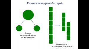 Тема 3  УЗ 4  Цианобактерии