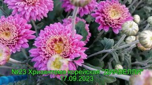 №23 Корейская хризантема ДИАВЕЛЛИ  17 09 23 г