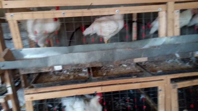 Как избавится от мух и неприятного запаха в курятник. смотреть онлайн