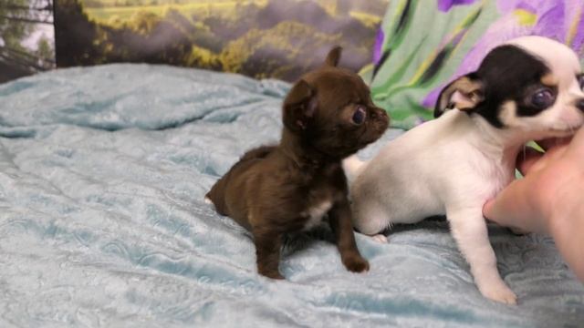 ПРОДАЮ #чихуахуа МИНИ Божена шоколадного окраса #цена и ВЕС  в видео #купитьчихуахуа +7921 595 08 4