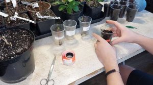 Черенкование метельчатой гортензии в январе. Как размножить гортензию?