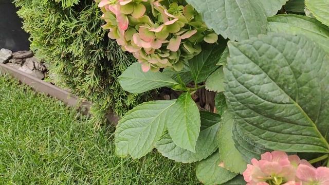 Гортензия крупнолистная Эмиль Мулье( 06.09.22) смотреть онлайн