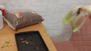 Ошибки в уходе за хищными растениями | Пересадка хищных растений