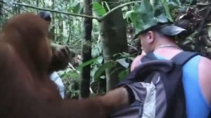 Атака орангутанов в джунглях