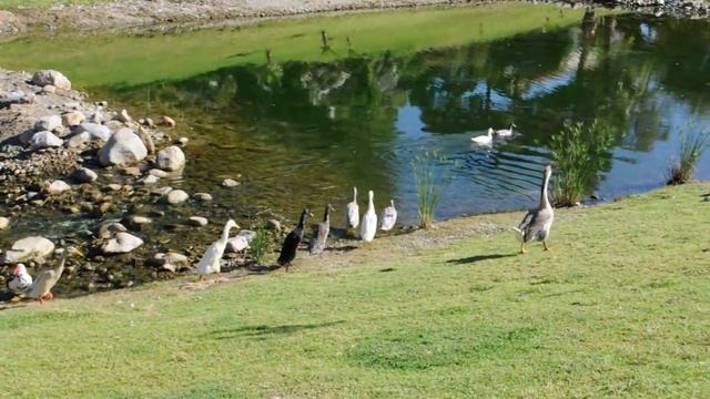 Видео Индийские утки бегуны смотреть онлайн