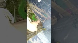 Зелёные ящерицы в домашних условиях