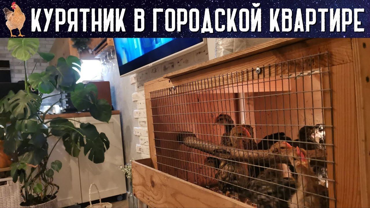 Курятник на 15 голов в городской квартире