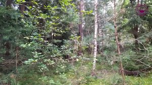 Грибы лисички/ Интересные факты о грибах лисичках/ Chanterelle Mushrooms/ Chanterelles