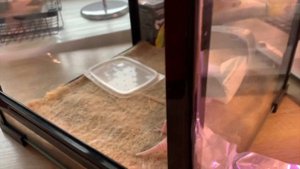 Новый питомец. Гортензия Долли, посадка. Сверчки дома