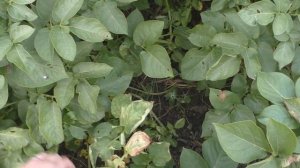 Молодая картошка. Сорт "Удача"