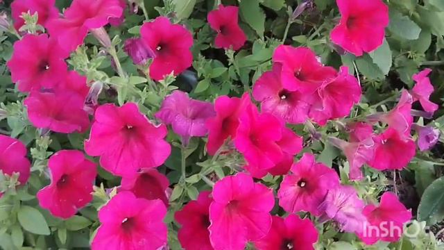 Какие петунии куда лучше высаживать: подвожу итоги петуниевой клумбы.