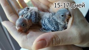 Птенец волнистого попугая Развитие и рост от яйца до 27 дней
