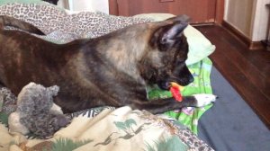 Стафф 6 месяцев