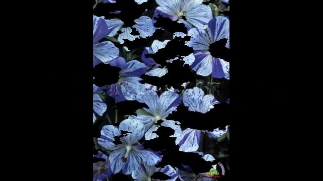 #Многолетники13 #Герани2 #Цветы для сада и бизнеса от Ольги Шевчук смотреть онлайн