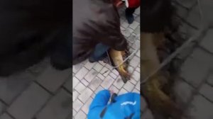 Парк Щербакова в Донецке, вот такое клюёт