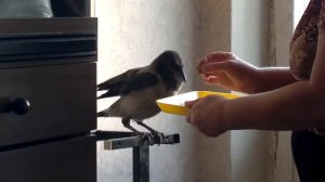 Ворона кушает.mp4