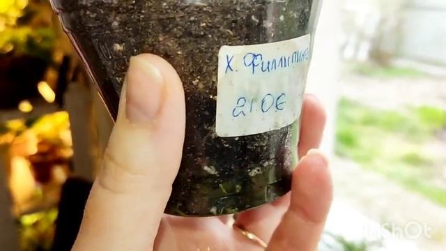 кухонное окно смотреть онлайн