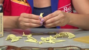 Наглядное пособие (скелет кролика)