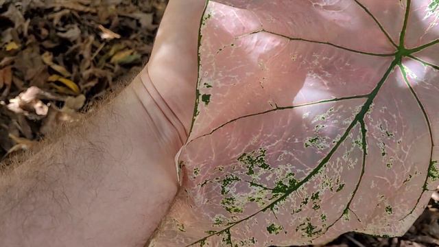 Supresa do Caladium Pink Baby !!! Não aguentei !!! смотреть онлайн