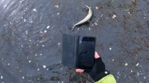 Рыбалка на весеннего хищника. Рыбалка на кунджу.