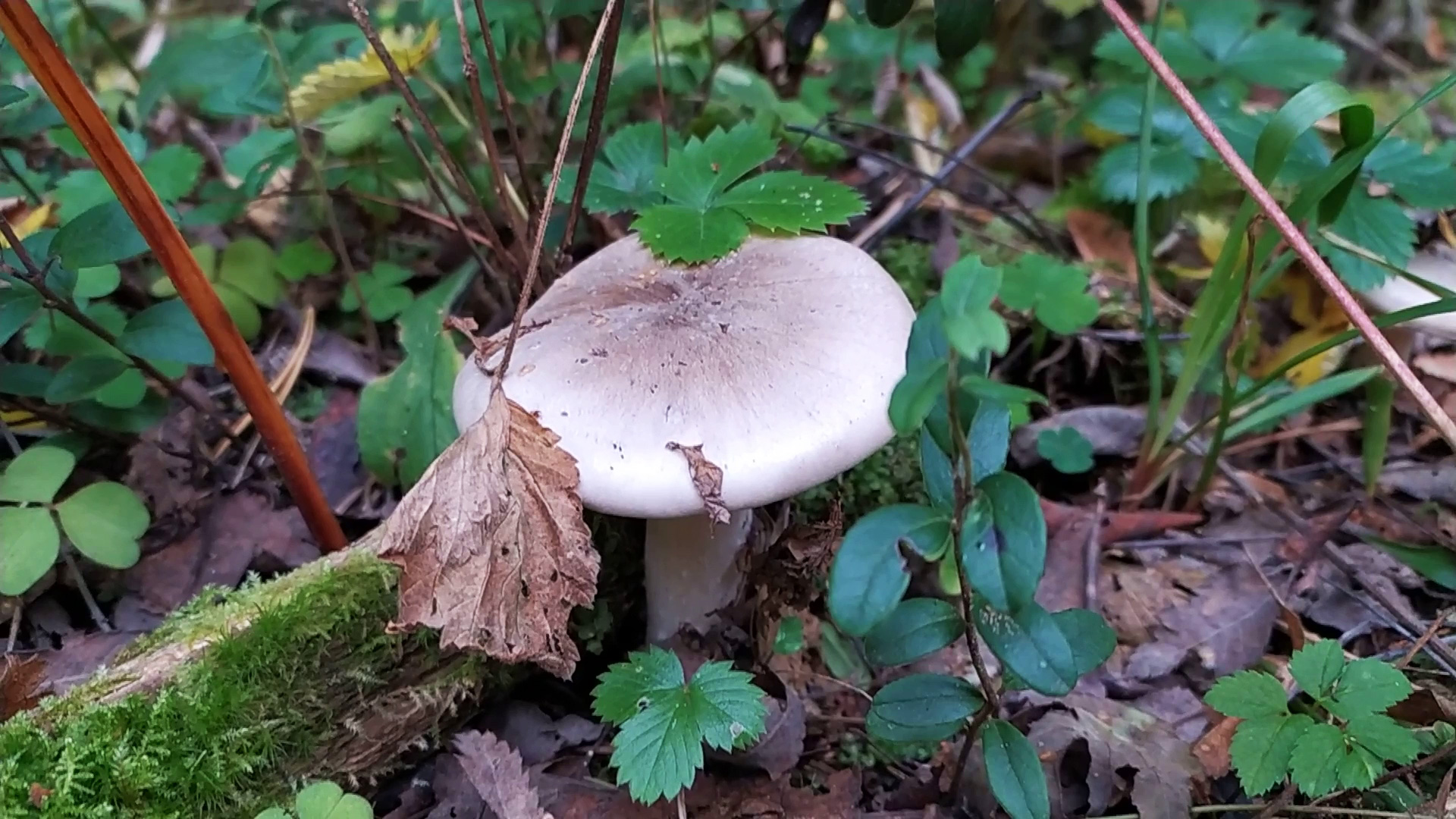 Говорушка серая (Clitocybe nebularis). Как выглядит гриб на месте произрастания.