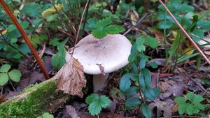 Говорушка серая (Clitocybe nebularis). Как выглядит гриб на месте произрастания.