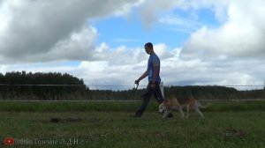 (2 часть) Нижегородская межрегиональная выставка гончих 2021г