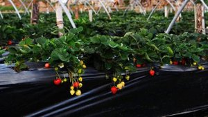 Особенности полива клубники весной для лучшего урожая летом