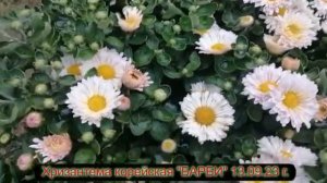 №90 Хризантема корейская БАРБИ 13 09 23 г