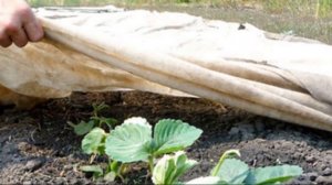 Как правильно укрыть клубнику на зиму