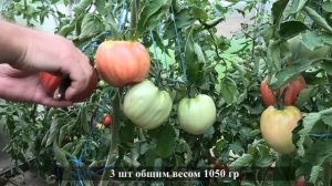 ? Томат БЫЧЬЕ СЕРДЦЕ| Популярная классика