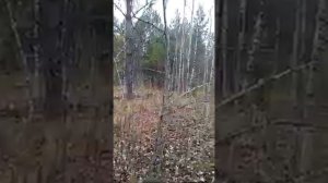 Русские гончие Дунай и Дюна Елина гон по зайцу беляку