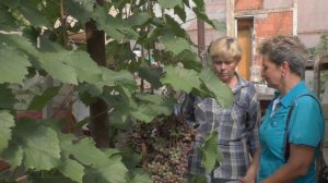 Северный виноград - сажаем в теплицу