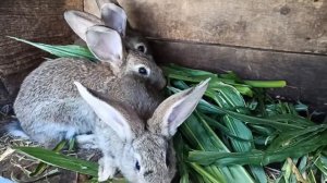 кролики на даче