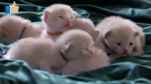 Кошки,котята - маленькие, смешные ,прикольные и милые домашние животные..mp4