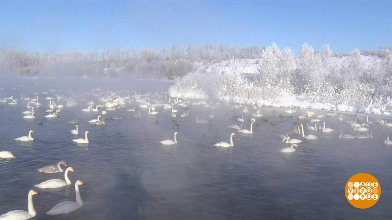 Алтайский край Шульгин Лог Лебединое озеро