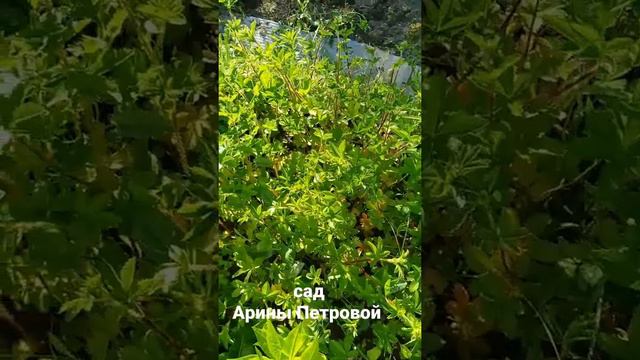 Лапчатка Твинклин стар