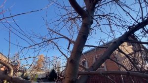 Осенняя обработка плодовых деревьев железным купоросом.