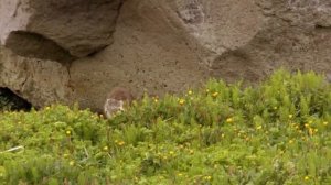 Дикая природа Скандинавии / 4- ИСЛАНДИЯ