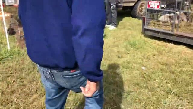 Выставка Николаевских голубей в Америке смотреть онлайн