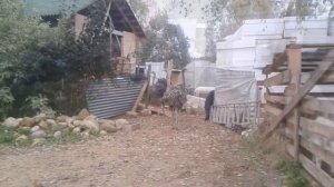 Как растут африканские страусы